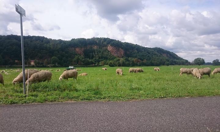 Weinstube 1. Weinkoenigin